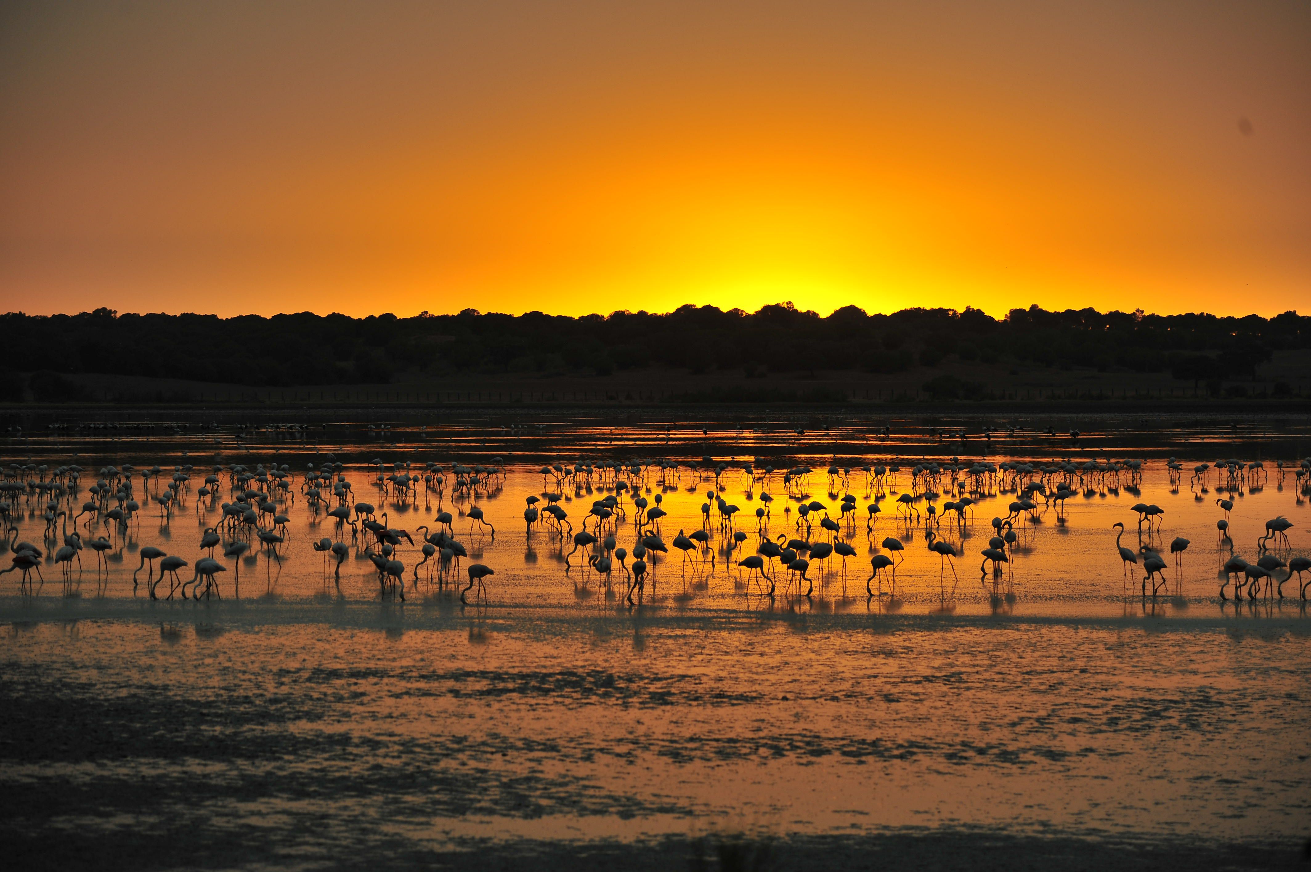 Flamencos