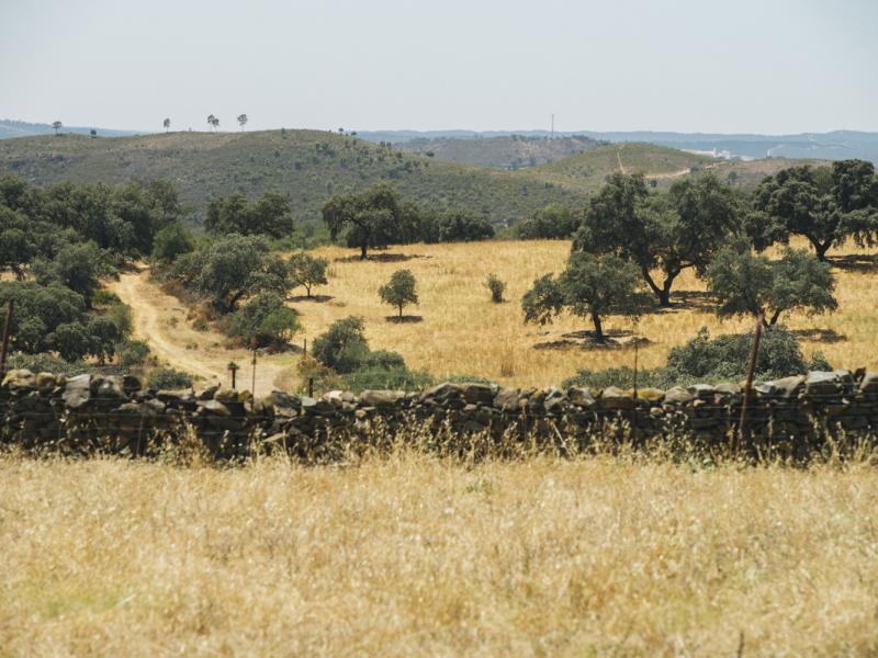 El Madroño. Vista del entorno natural, un muro de piedra y encinas