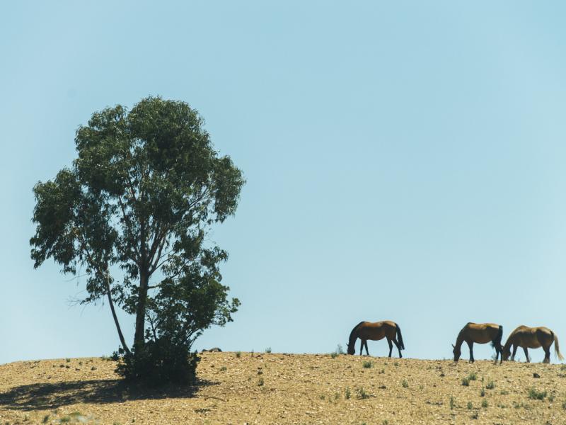 El Madroñoo. Vista panorámica de tres caballos libres en el campo