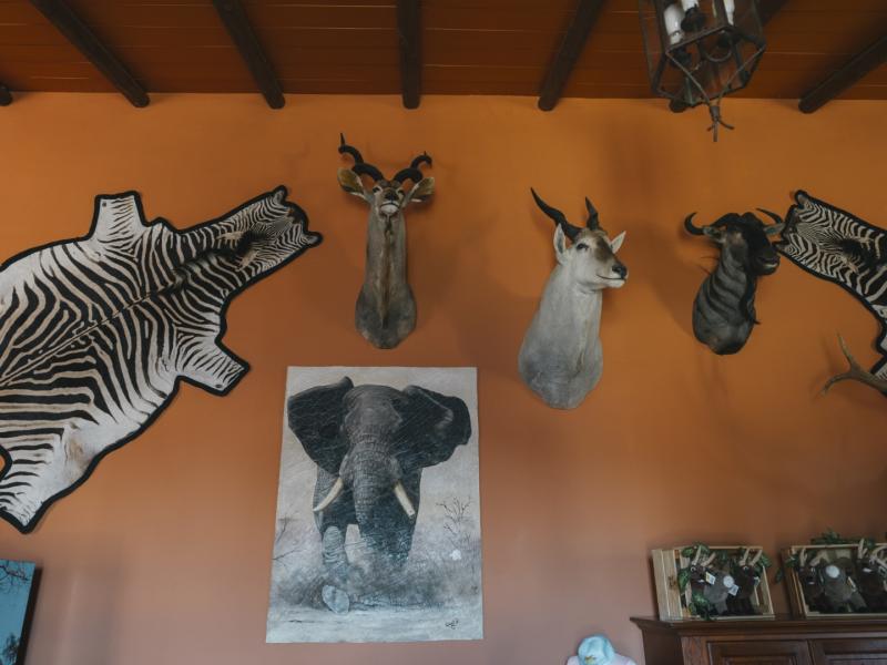 Exposición de cabezas de animales, pieles, la foto de un elefante y cajas con peluches de cabras a la venta