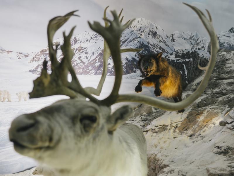 Exposición de animales en montañas de nieve, osos polares, reno y lobo