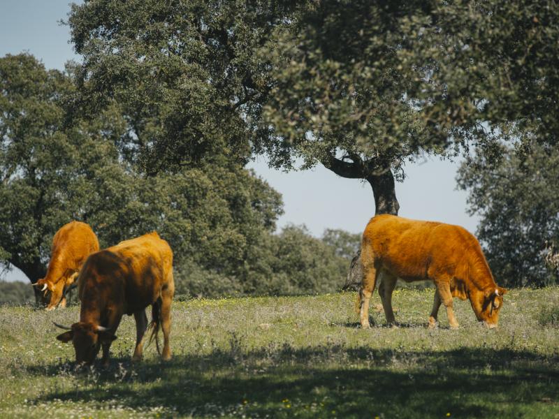 Castilblanco de los Arroyos. Vacas entre encinas
