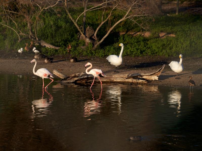 La Puebla del Río-Reserva Natural Concertada Cañada de Los Pájaros