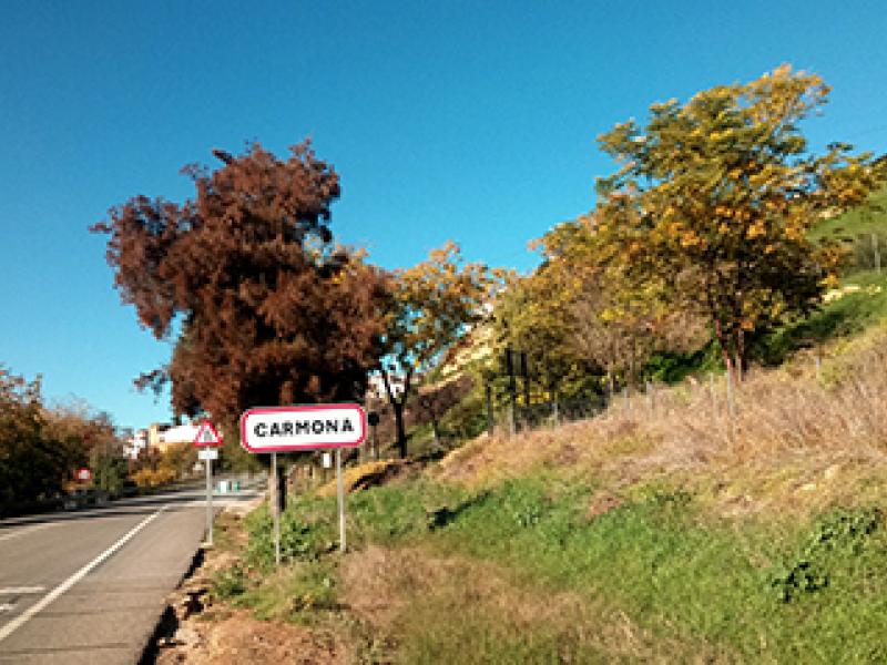 Ruta Cicloturismo: Arahal / Carmona