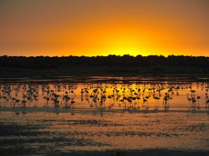 Doñana