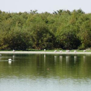Lantejuela-Laguna del Gobierno-Aves orilla