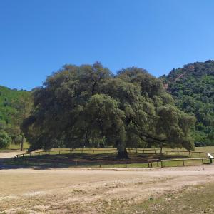 Coripe-Monumento natural el Chaparro de la Vega