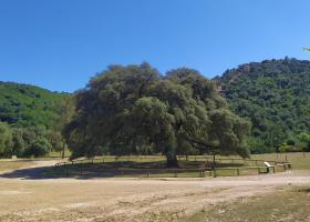 Coripe-Monumento natural el Chaparro de la Vega