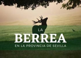Berrea